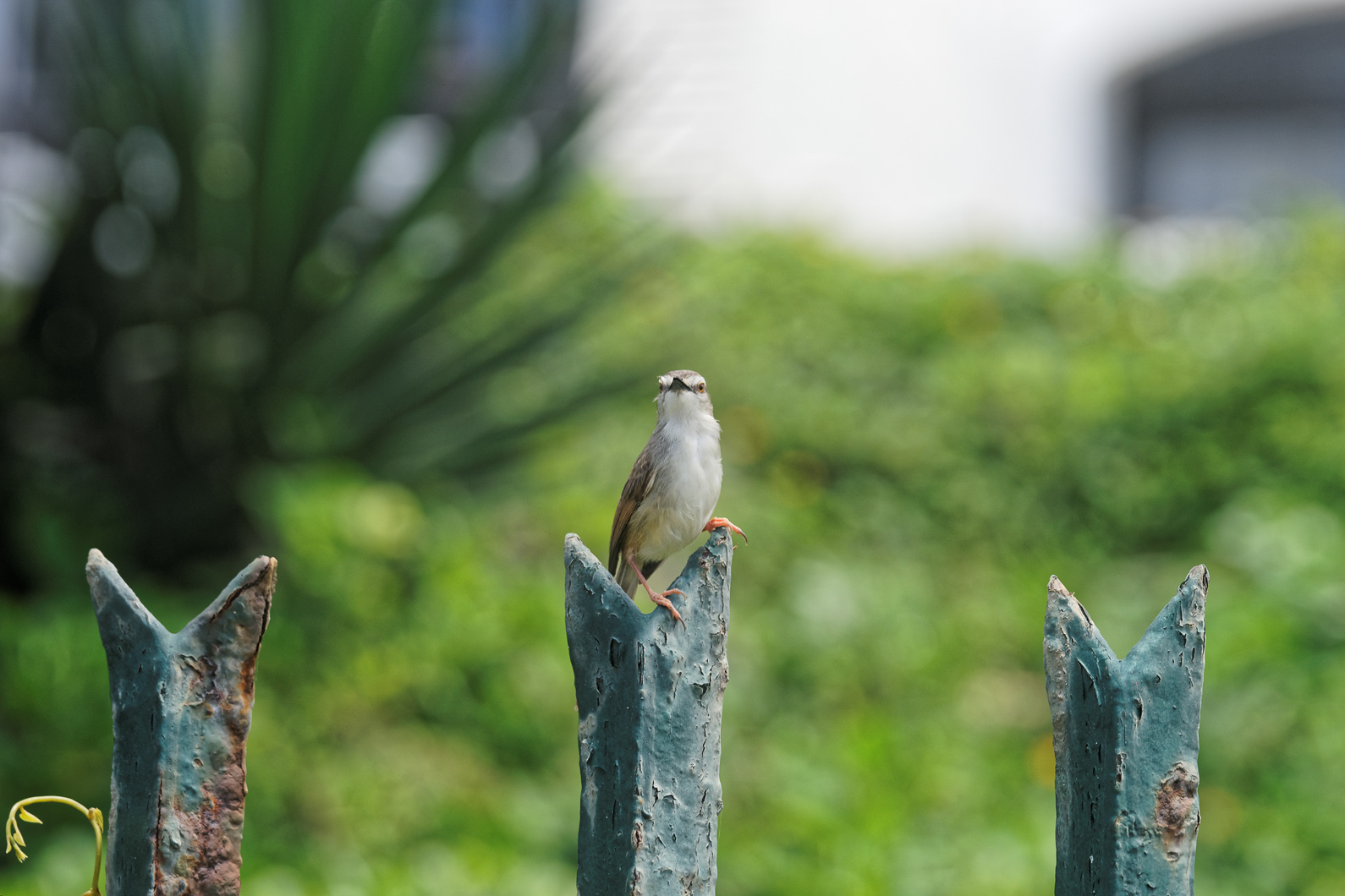 20161119 105803 Neddicky